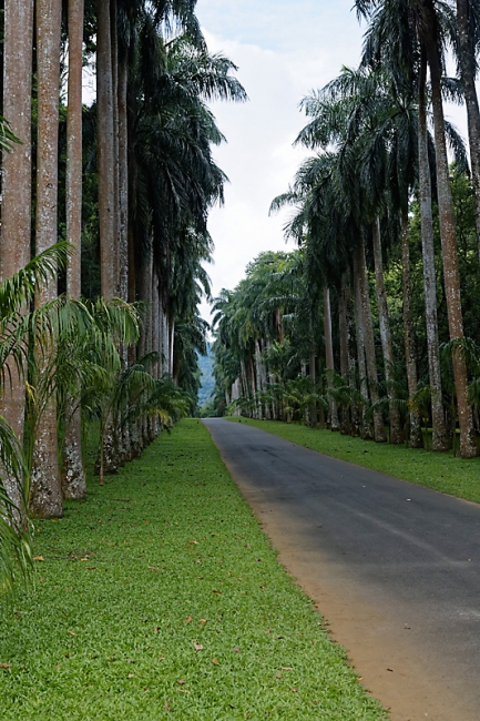 Kandy-Botanical garden-047